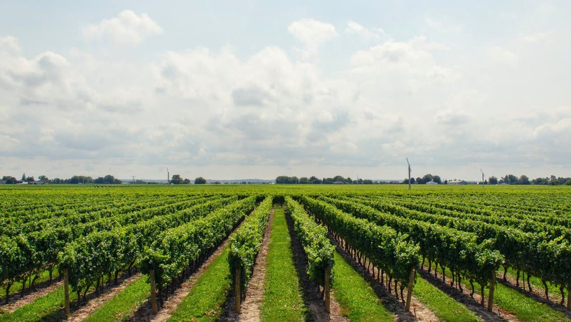 La climatización en el sector vinícola: Soluciones GHP